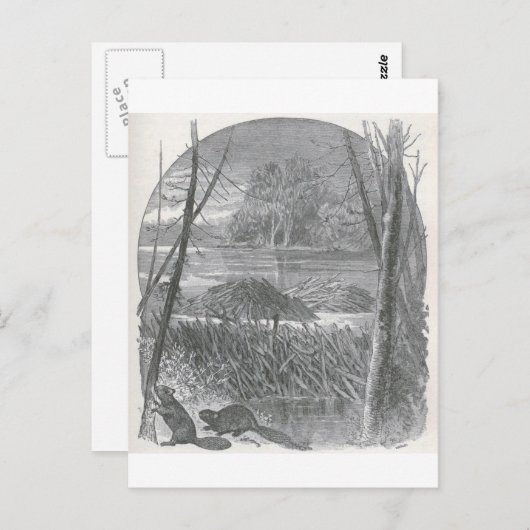 Carte Postale Aperçus du monde animé - barrage de castor (Devant / Derrière)