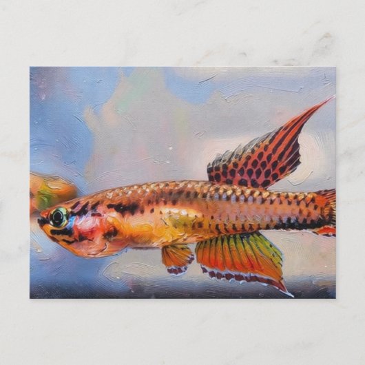Carte Postale aphyosemion bitaeniatum ijebu ode Killifish (Devant)