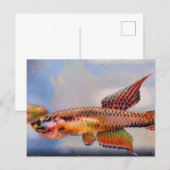 Carte Postale aphyosemion bitaeniatum ijebu ode Killifish (Devant / Derrière)