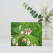 Carte Postale Apocyn à feuilles d'androsème (Debout devant)