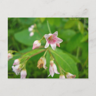 Carte Postale Apocyn à feuilles d'androsème