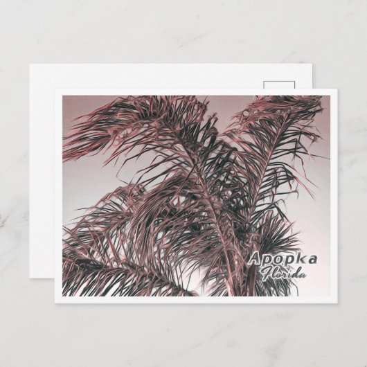 CARTE POSTALE APOPKA FLORIDA (Devant / Derrière)
