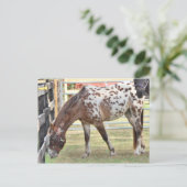 Carte Postale Appaloosa (Debout devant)