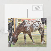 Carte Postale Appaloosa (Devant / Derrière)
