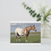 Carte Postale Appaloosa (Debout devant)