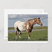Carte Postale Appaloosa (Devant / Derrière)