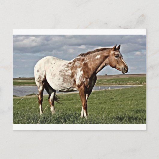 Carte Postale Appaloosa (Devant)