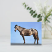 Carte Postale Appaloosa (Debout devant)