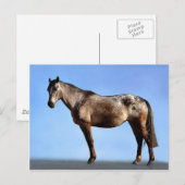 Carte Postale Appaloosa (Devant / Derrière)