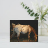 Carte postale Appaloosa (Debout devant)