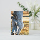 Carte postale Appaloosa Cheval (Debout devant)