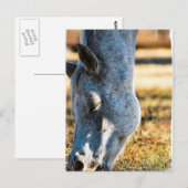 Carte postale Appaloosa Cheval (Devant / Derrière)