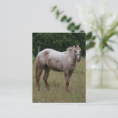 Carte Postale Appaloosa Cheval debout dans l'herbe (Debout devant)