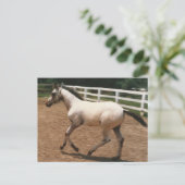 Carte Postale Appaloosa / Colorado Ranger Colt (Debout devant)