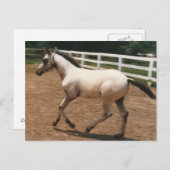 Carte Postale Appaloosa / Colorado Ranger Colt (Devant / Derrière)