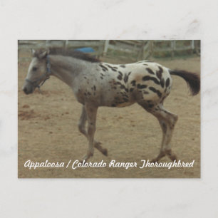 Carte Postale Appaloosa / Colorado Ranger Thoroughbred Colt II