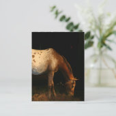 Carte postale Appaloosa Horse (Debout devant)