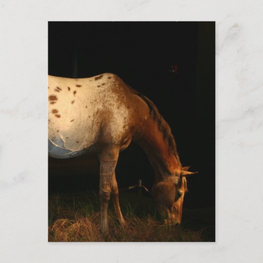 Carte postale Appaloosa Horse (Devant)