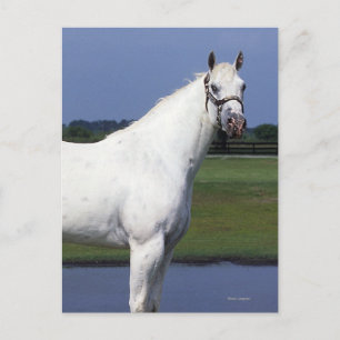 Carte Postale Appaloosa Horse