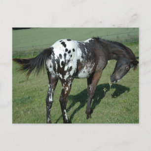 Carte Postale Appaloosa Horse