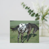 Carte Postale Appaloosa Horse (Debout devant)