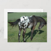 Carte Postale Appaloosa Horse (Devant / Derrière)