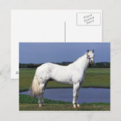 Carte Postale Appaloosa Horse (Devant / Derrière)