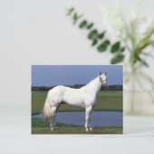 Carte Postale Appaloosa Horse (Debout devant)