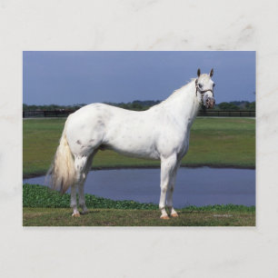 Carte Postale Appaloosa Horse