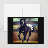 Carte postale Appaloosa Horse (Devant / Derrière)
