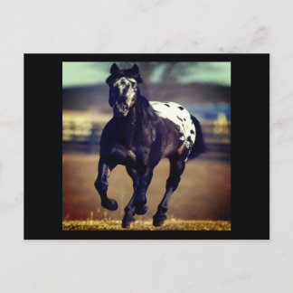 Carte postale Appaloosa Horse