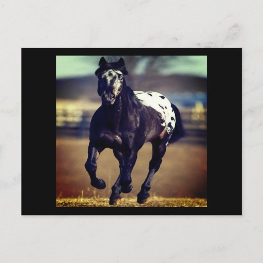 Carte postale Appaloosa Horse (Devant)