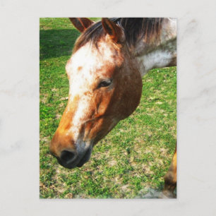 Carte postale Appaloosa Horse