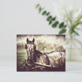 Carte Postale Appaloosa Horse (Debout devant)