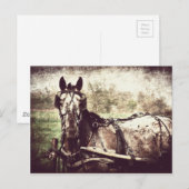 Carte Postale Appaloosa Horse (Devant / Derrière)