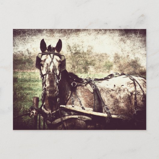 Carte Postale Appaloosa Horse (Devant)