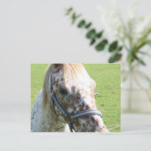 Carte postale Appaloosa Horse (Debout devant)