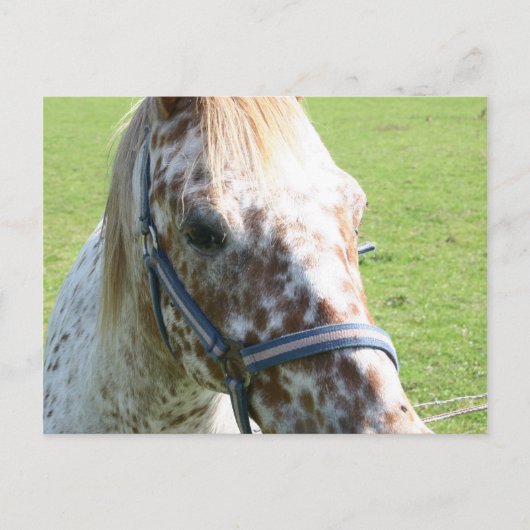 Carte postale Appaloosa Horse (Devant)
