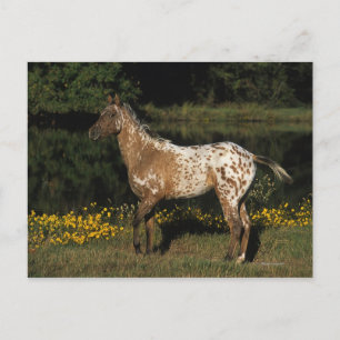 Carte Postale Appaloosa Horse debout au bord du lac