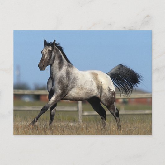 Carte Postale Appaloosa Horse Running 3 (Devant)