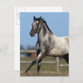 Carte Postale Appaloosa Horse Running 3 (Devant / Derrière)