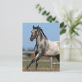 Carte Postale Appaloosa Horse Running 3 (Debout devant)