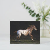Carte Postale Appaloosa Horse Running 4 (Debout devant)