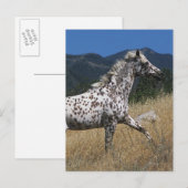 Carte Postale Appaloosa Horse Running up Mountain (Devant / Derrière)