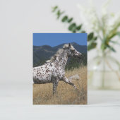 Carte Postale Appaloosa Horse Running up Mountain (Debout devant)