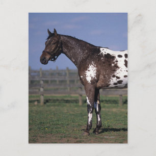 Carte Postale Appaloosa Horse Standing