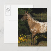 Carte Postale Appaloosa Horse Standing by Lake (Devant / Derrière)