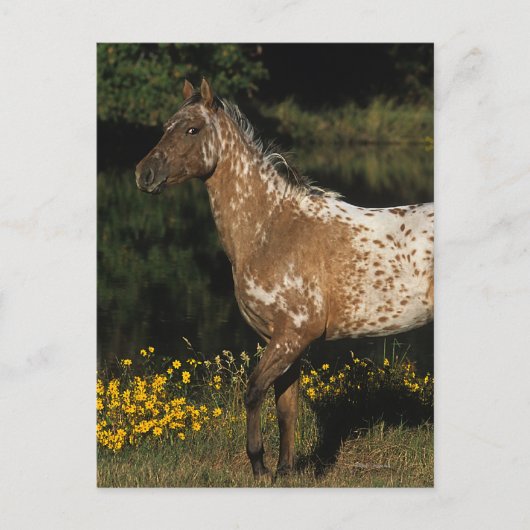 Carte Postale Appaloosa Horse Standing by Lake (Devant)
