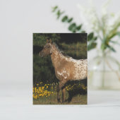 Carte Postale Appaloosa Horse Standing by Lake (Debout devant)