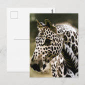 Carte Postale Appaloosa léopard (Devant / Derrière)